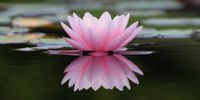 rosafarbene Lotusblume, die auf dem Wasser schwimmt