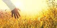 Kornfeld im Sonnenschein und Frauenhand, die Kornähren berührt